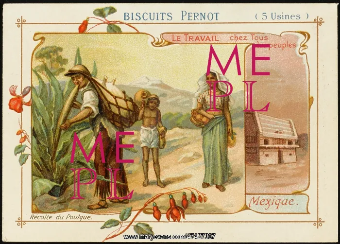 : Pulque, Mexico : Pulque, Mexico