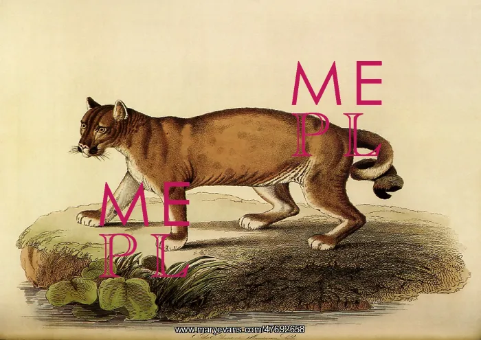  : Puma
