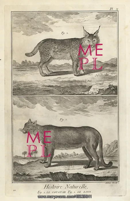 : Puma and Eurasian lynx : Puma and Eurasian lynx