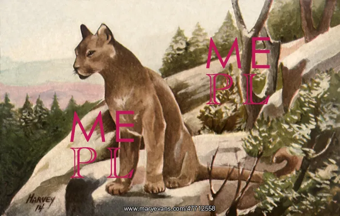  : Puma on Hill