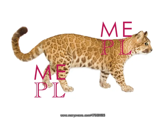  : A puma-leopard hybrid