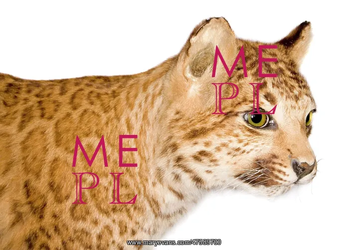 : A puma-leopard hybrid : A puma-leopard hybrid