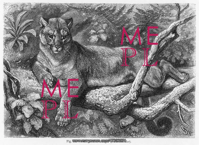 : PUMA (LYDEKER) : PUMA (LYDEKER)