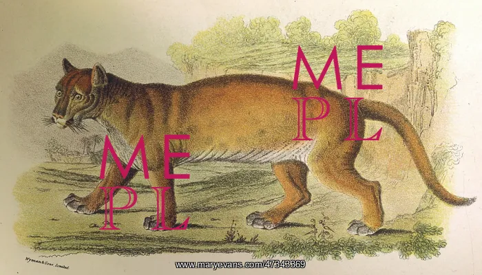  : PUMA  /  LYDEKKER C1860