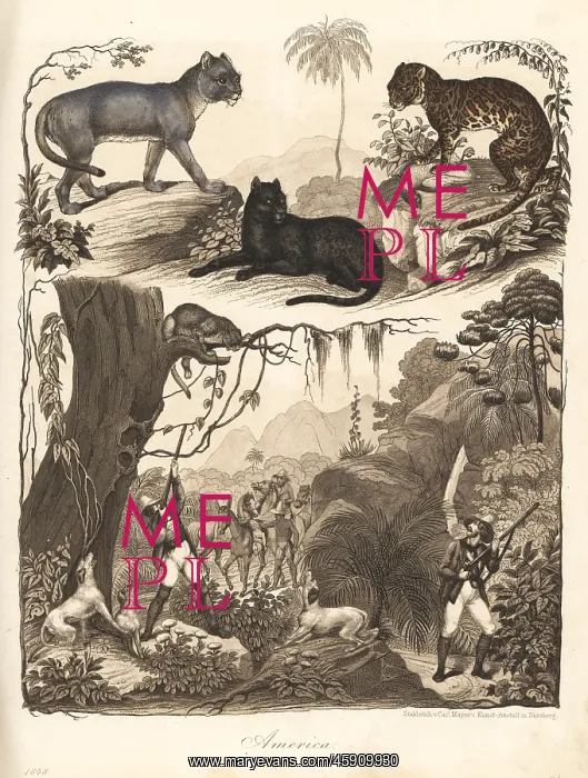: Puma, ocelot and jaguar : Puma, ocelot and jaguar