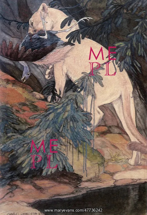  : Puma and Prey