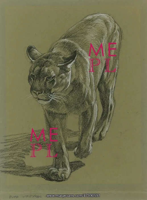  : Puma stalking forward