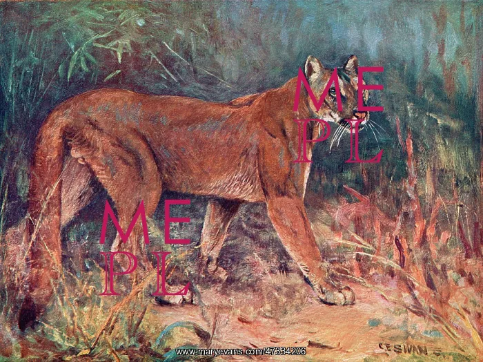  : PUMA IN THE WILD