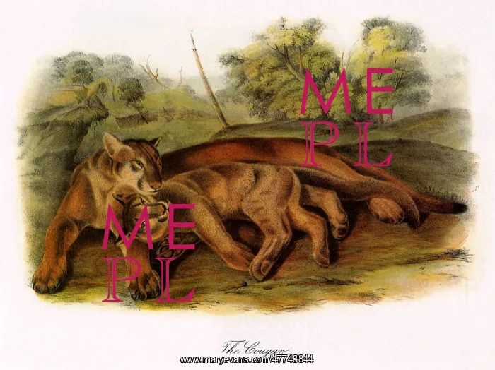  : Pumas