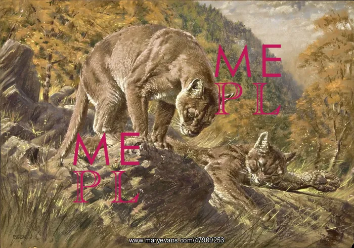 : Two Pumas in a valley : Two Pumas in a valley