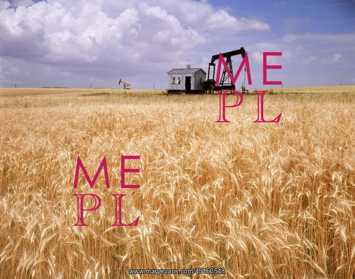 : Pumpjacks Pumping Oil in Middle of Ripe : Pumpjacks Pumping Oil in Middle of Ripe