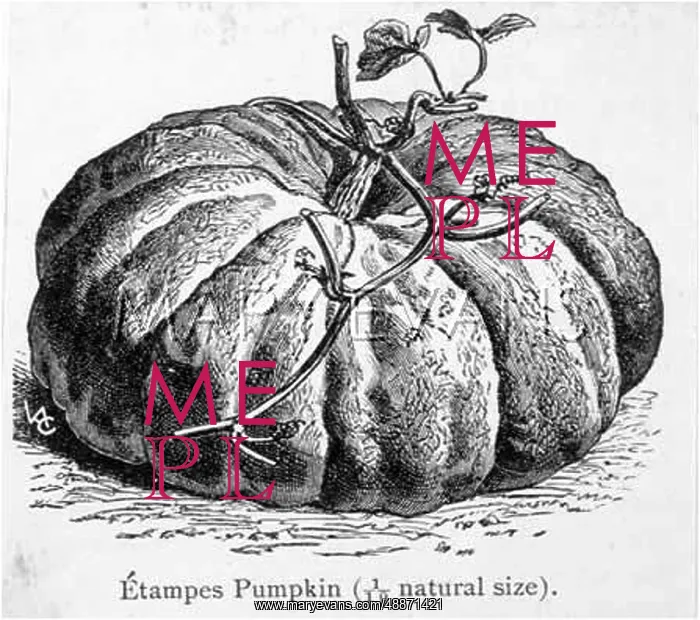  : PUMPKIN ETAMPES 19C