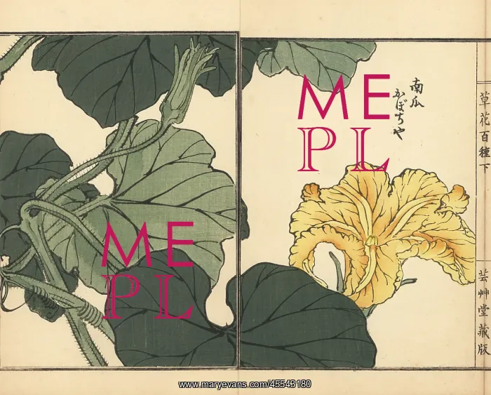 : Pumpkin flower, Cucurbita pepo : Pumpkin flower, Cucurbita pepo