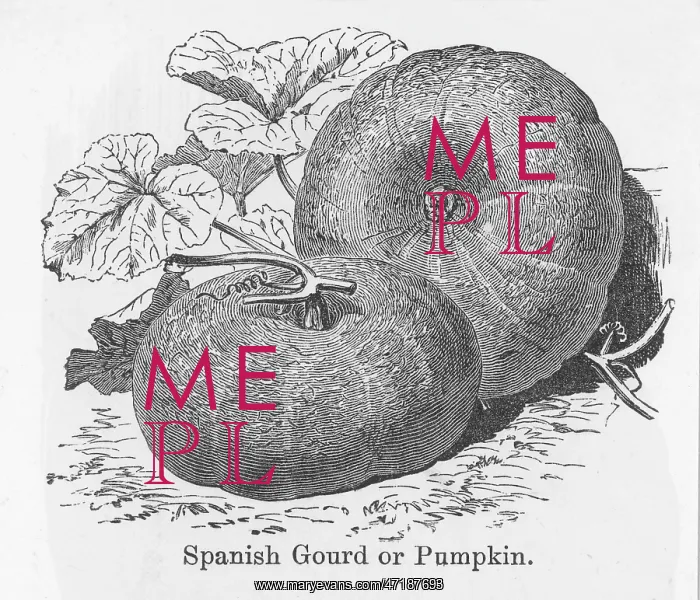  : PUMPKIN SPANISH GOURD