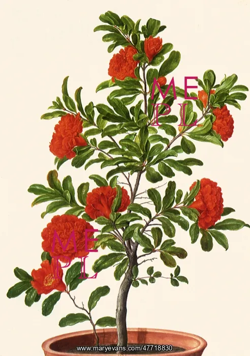  : Punica granatum Linne