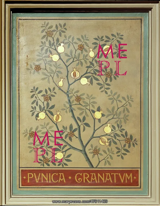 : Punica granatum, pomegranate : Punica granatum, pomegranate