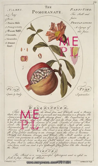 : Punica granatum, pomegranate : Punica granatum, pomegranate