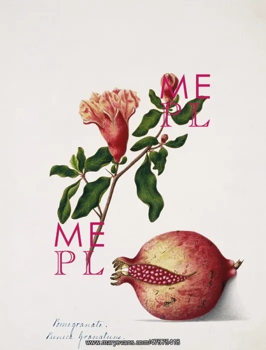 : Punica granatuns, pomegranate : Punica granatuns, pomegranate