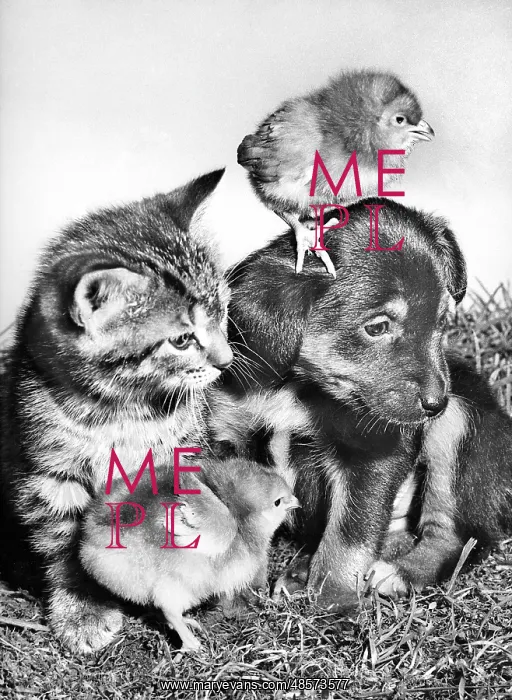  : Pup, Kitten and Chicks