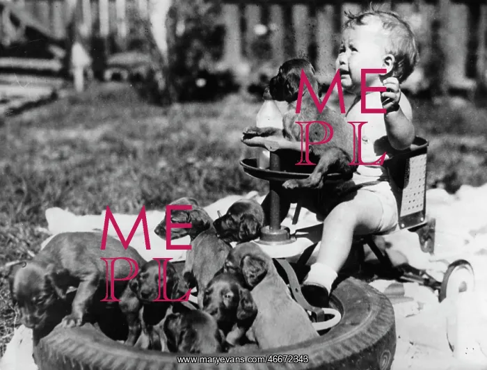: Puppies. A toddler on the tricycle with nine puppies. About 1940. Photograph : Puppies. A toddler on the tricycle with nine puppies. About 1940. Photograph