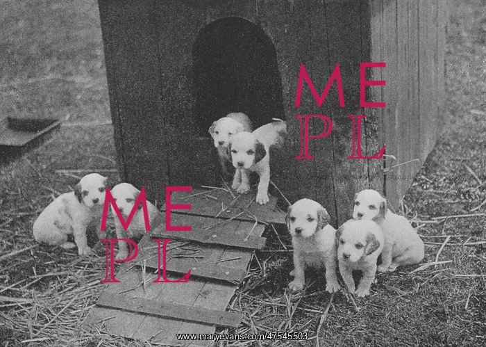  : Puppies. Seven scottish puppies and thier kennel