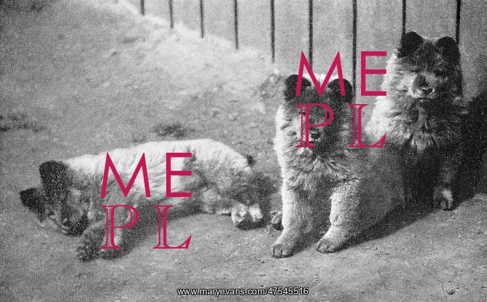  : Puppies. Three Chow or Chow-Chow puppies