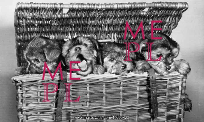 : Four puppies in a basket : Four puppies in a basket