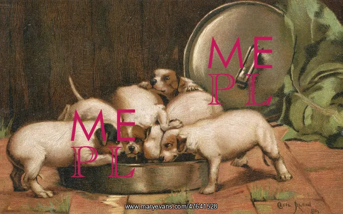 : Puppies eating from a large bowl : Puppies eating from a large bowl