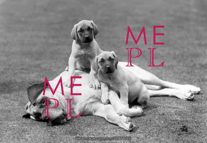 : PUPPIES WITH FATHER : PUPPIES WITH FATHER