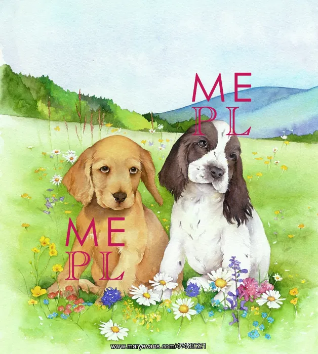 : Two Puppies ' Golden Retriever and Spaniel : Two Puppies ' Golden Retriever and Spaniel