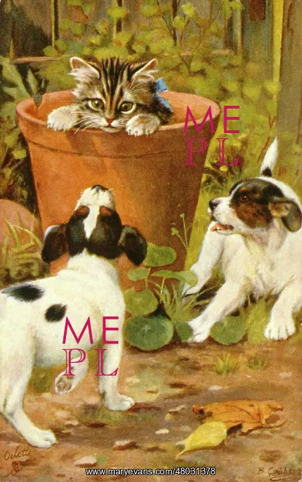  : Two puppies and a kitten