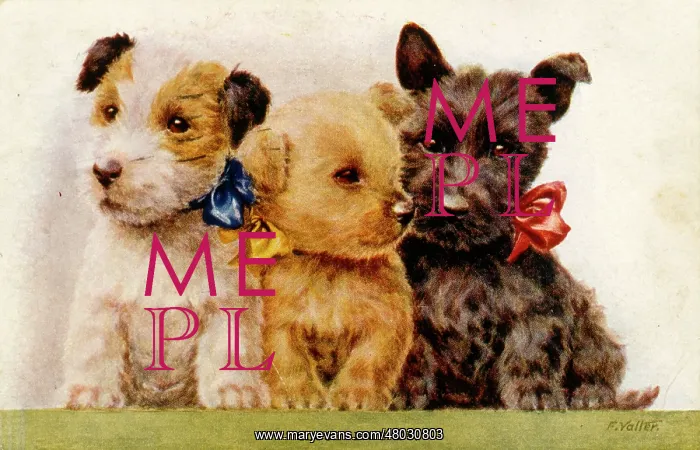  : Three puppies on a postcard