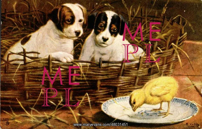 : Two puppies and a yellow chick