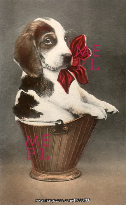  : Puppy in Brass Coal Bucket