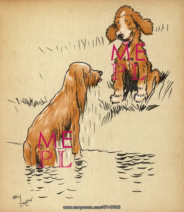 : Puppy dogs emerging from swimming in river : Puppy dogs emerging from swimming in river