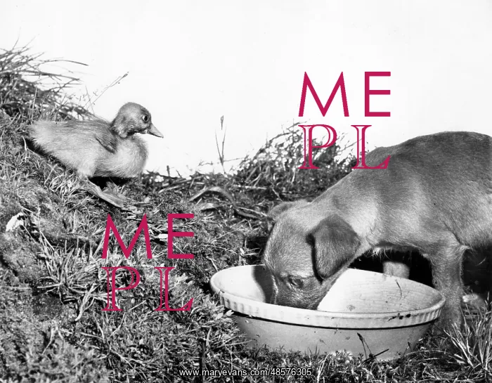  : Puppy and duckling