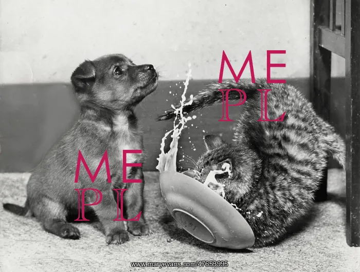 : Puppy and kitten with saucer : Puppy and kitten with saucer