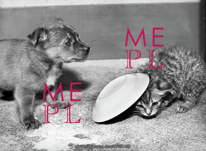 : Puppy and kitten with saucer : Puppy and kitten with saucer