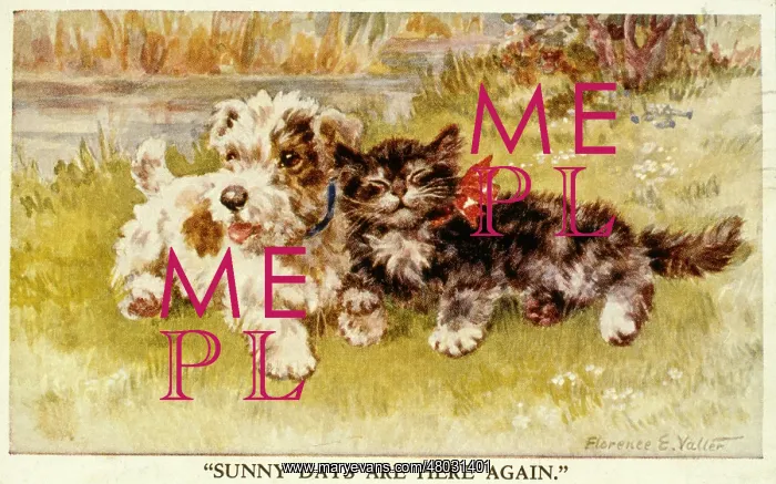  : Puppy and kitten in the sunshine