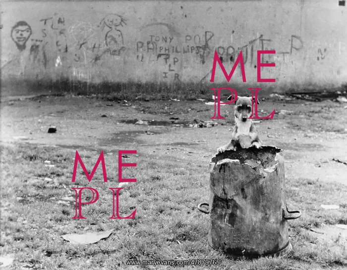 : Puppy and old dustbin - Manchester 1967 : Puppy and old dustbin - Manchester 1967
