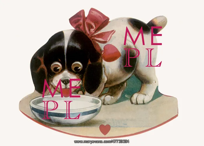  : Puppy sips from Bowl of Milk