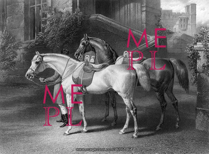 : Two pure Arab sires of Queen Victoria : Two pure Arab sires of Queen Victoria
