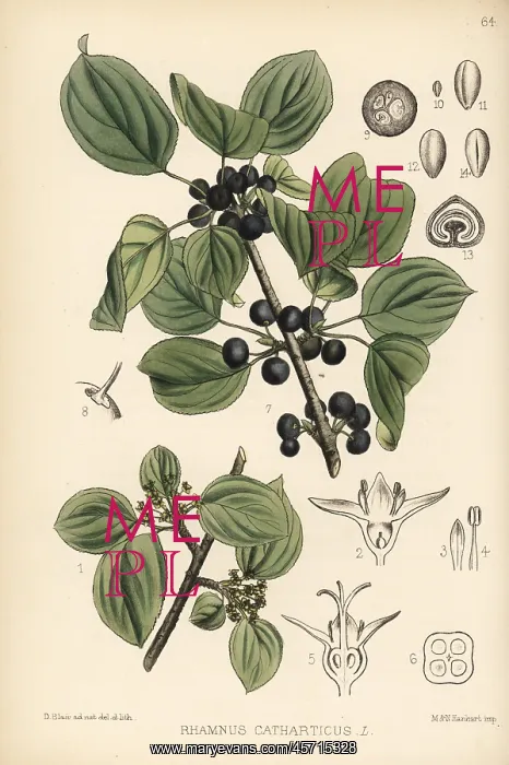 : Purging buckthorn, Rhamnus cathartica : Purging buckthorn, Rhamnus cathartica