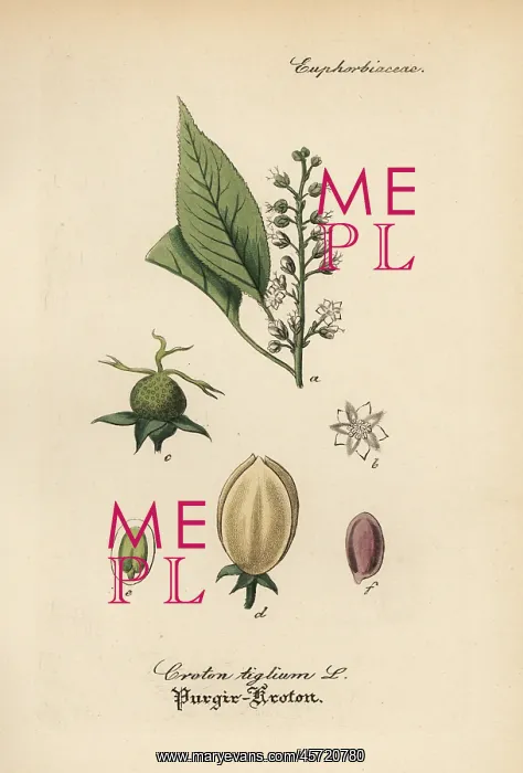: Purging croton, Croton tiglium : Purging croton, Croton tiglium