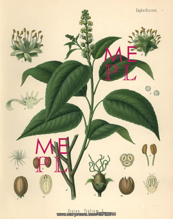 : Purging croton, Croton tiglium : Purging croton, Croton tiglium
