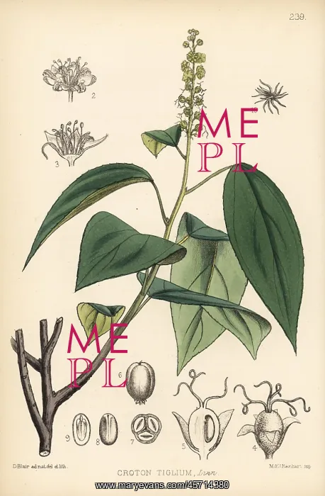 : Purging croton, jamalgota or jepal, Croton tiglium : Purging croton, jamalgota or jepal, Croton tiglium