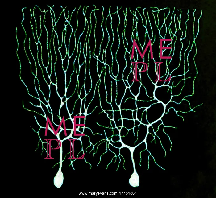 : Purkinje Cells Based on Cajal : Purkinje Cells Based on Cajal