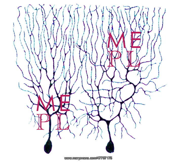: Purkinje Cells Based on Cajal : Purkinje Cells Based on Cajal