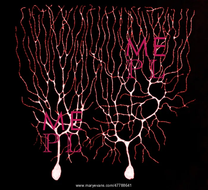 : Purkinje Cells Based on Cajal : Purkinje Cells Based on Cajal