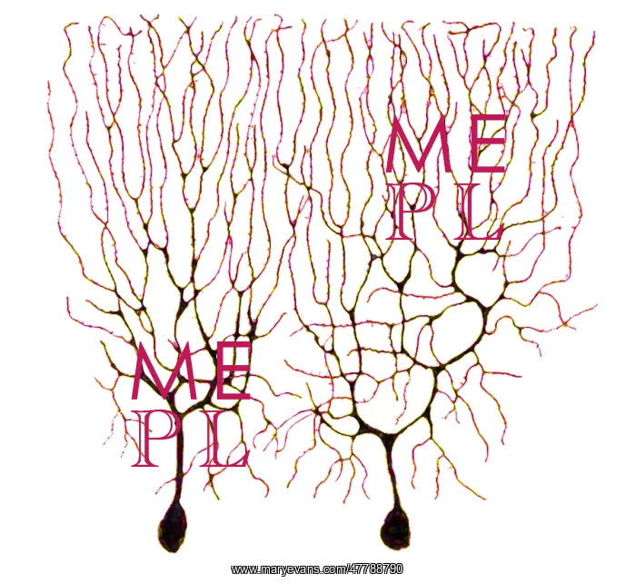 : Purkinje Cells Based on Cajal : Purkinje Cells Based on Cajal